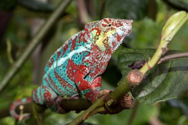 Madagaskar chamaleon bir ağaç arka planda