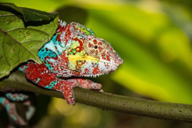 Madagaskar chamaleon bir ağaç arka planda