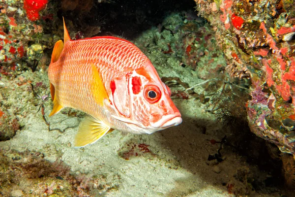 Red snappers vissen onderwater portret — Stockfoto