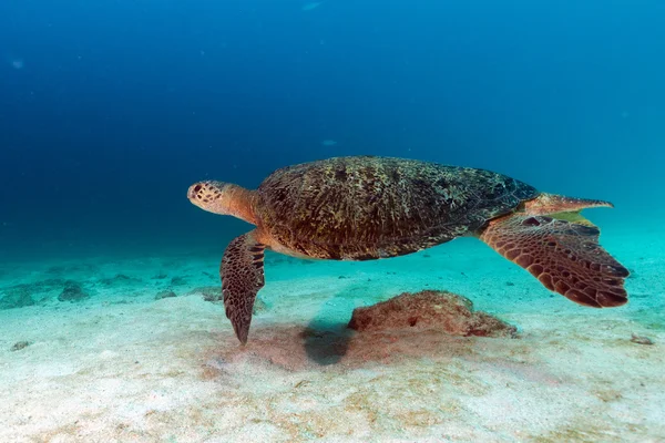 Żółw przychodzi do Ciebie pod wodą — Zdjęcie stockowe