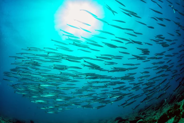 Barracuda hejno ryb návnadu míč — Stock fotografie