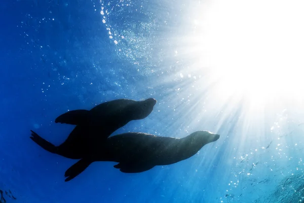 Gegenlicht auf Seelöwe unter Wasser — Stockfoto