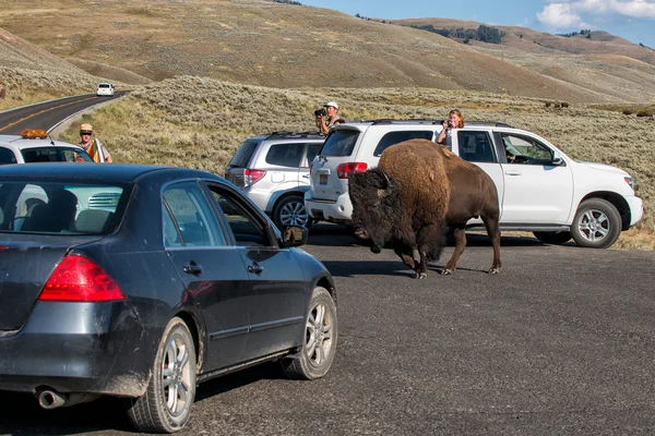 GIALLO, STATI UNITI - AGOSTO, 18 2012 - Bisonte di bufalo vicino alle auto turistiche in Lamar Valley Yellowstone incrocio strada — Foto Stock