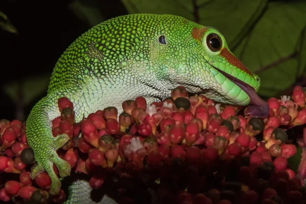 Madagascar or jour poussière gecko — Photo