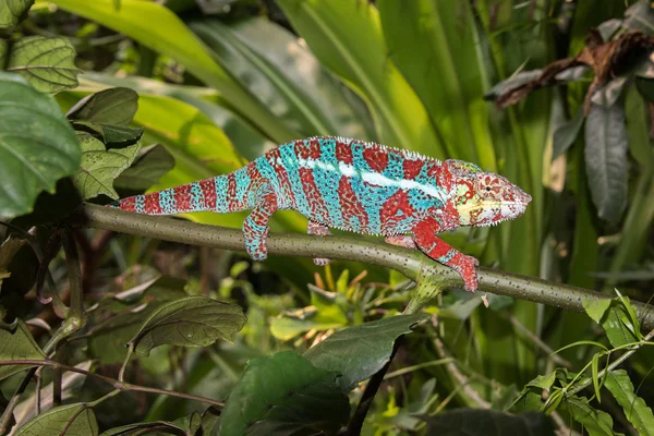 Madagascar chamaleon on a tree background — Stock Photo, Image