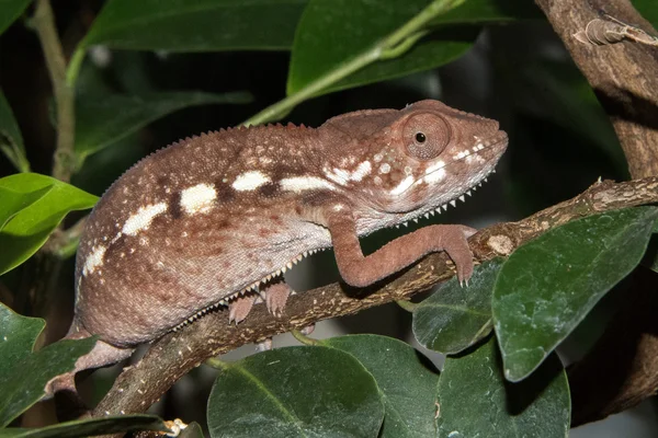 Madagaskar chamaleon na tle drzewa — Zdjęcie stockowe