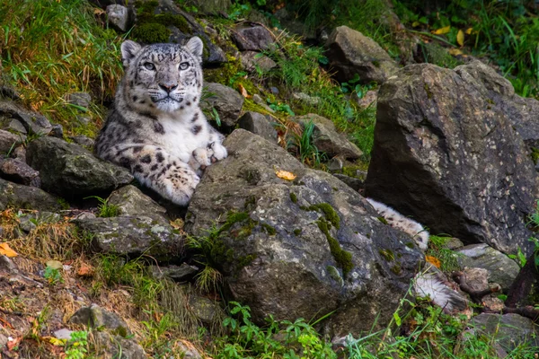 Snöleopard nära upp porträtt — Stockfoto