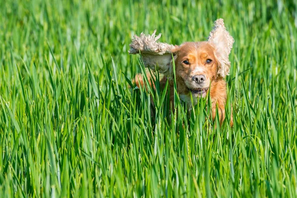 Happy puppy dog running to you — Stock Photo, Image