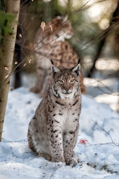 雪背景に lynx の肖像画 — ストック写真