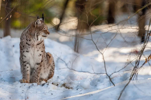 雪背景に lynx の肖像画 — ストック写真