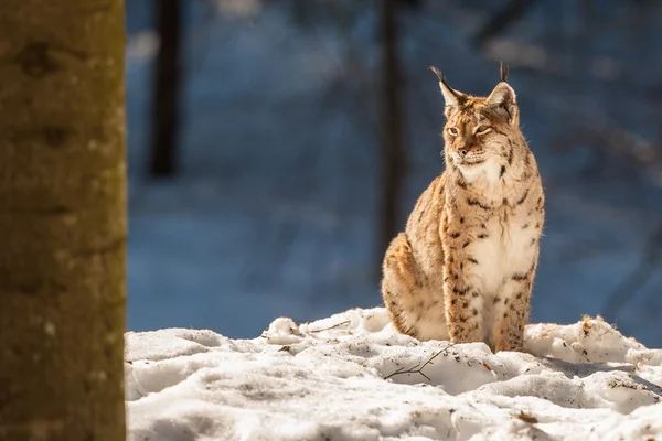 雪背景に lynx の肖像画 — ストック写真