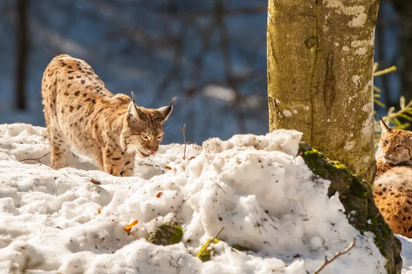 Lynx portre kar arka plan üzerinde — Stok fotoğraf