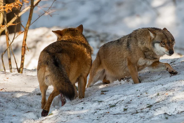 Grå vargen på snö bakgrunden — Stockfoto