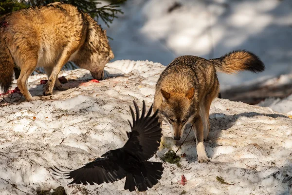 Lobo comiendo y cazando en la nieve —  Fotos de Stock