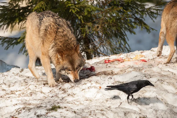 Wolf eating and hunting on the snow — Stock Photo, Image