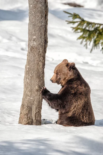 Oso retrato en la nieve mirándote —  Fotos de Stock