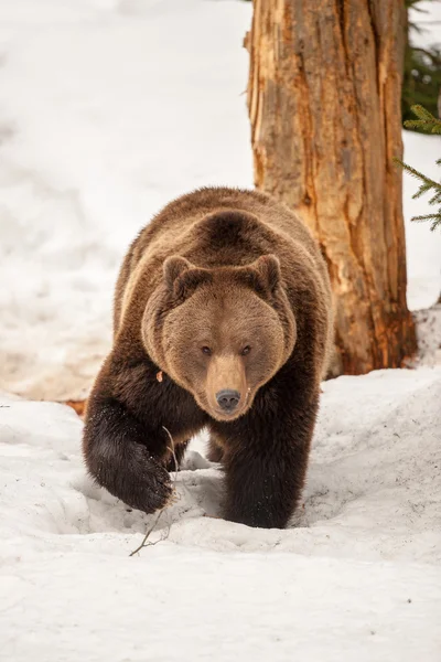 Orso isolato che cammina sulla neve — Foto Stock