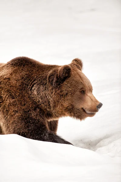Ours isolé marchant sur la neige — Photo