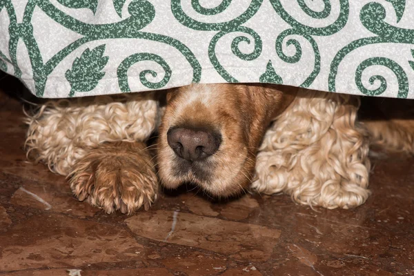 Cachorro perro cocker spaniel escondido bajo el entrenador — Foto de Stock