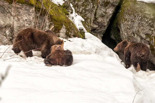 Orso ritratto sulla neve che ti guarda — Foto Stock