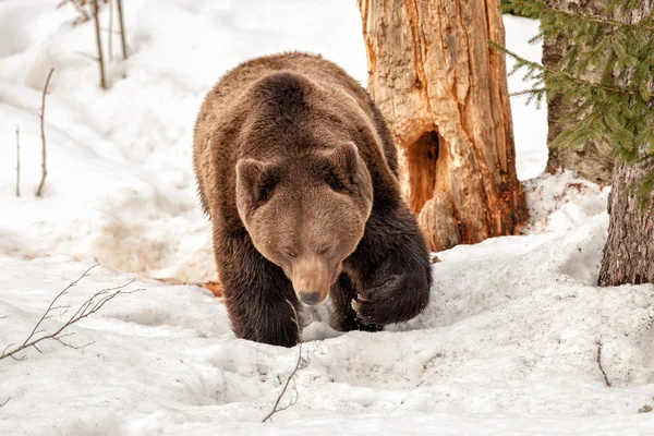 Einsamer Bär auf dem Schnee — Stockfoto