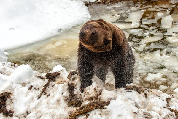 Bear portrait in the frozen lake while stretching — Stok fotoğraf