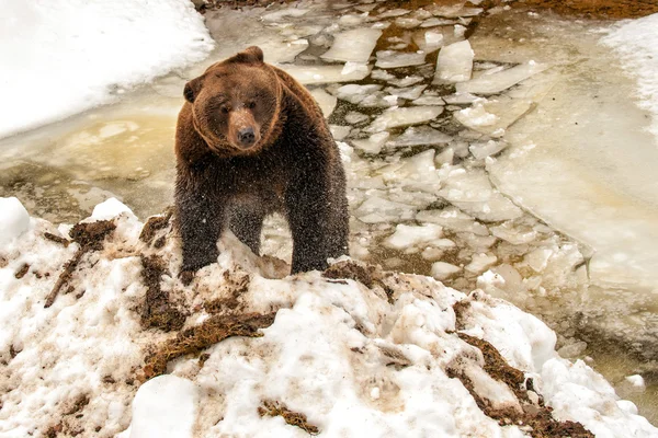 Bear portrait in the frozen lake while stretching — Stock fotografie