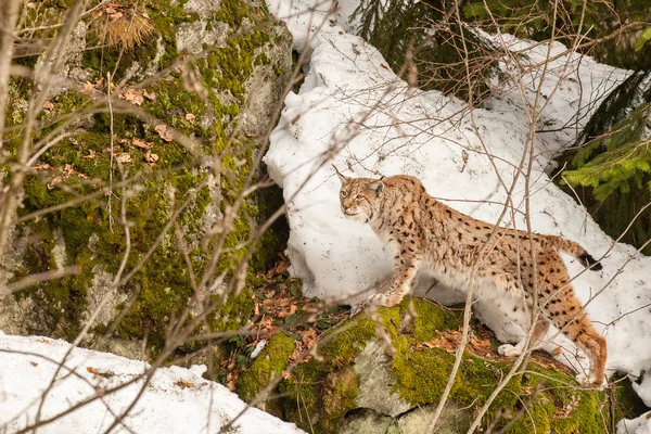 Lynx portre kar arka plan üzerinde — Stok fotoğraf