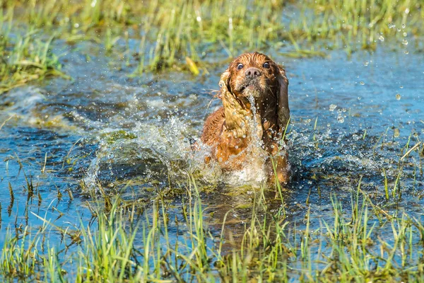 Happy puppy dog running to you — Stock Photo, Image