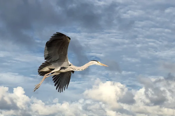 Черная или синяя цапля во время полета к гнезду — стоковое фото