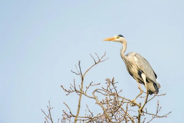 Black or blue heron while flying to its nest — Stockfoto