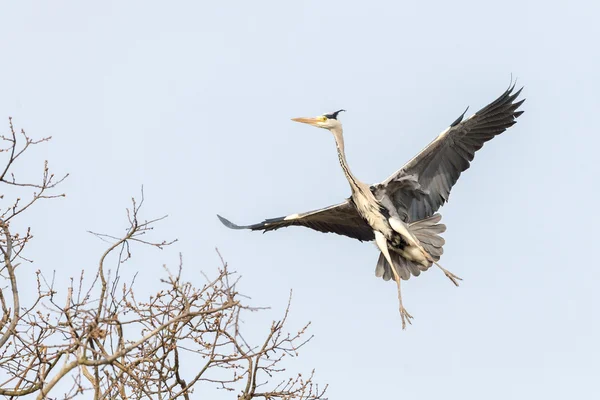 Black or blue heron while flying to its nest — Stok fotoğraf