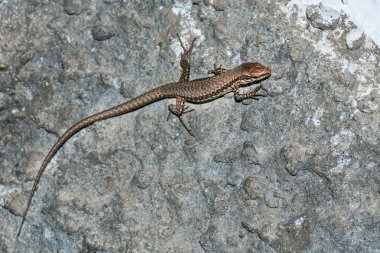 İzole kertenkele makro arıyorsunuz