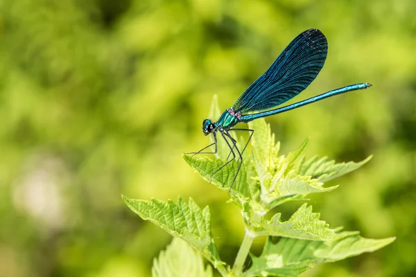 Open wings blue dragonfly macro — Stock Photo, Image