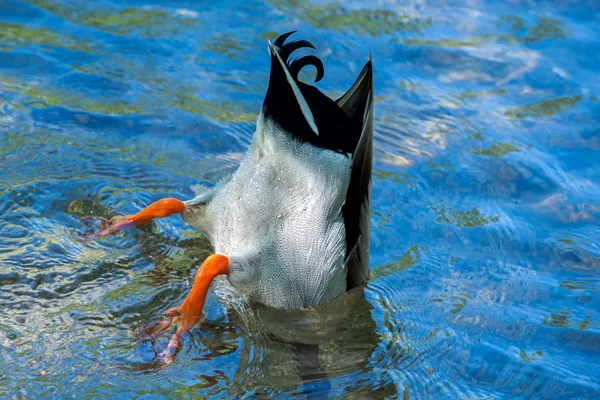 Pato enquanto mergulha na água azul profunda — Fotografia de Stock