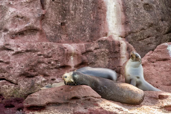 Californische zeeleeuw zeehonden ontspannen — Stockfoto