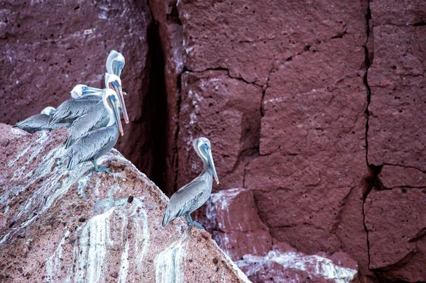 Pelikan-Porträt entspannt sich auf den Felsen — Stockfoto