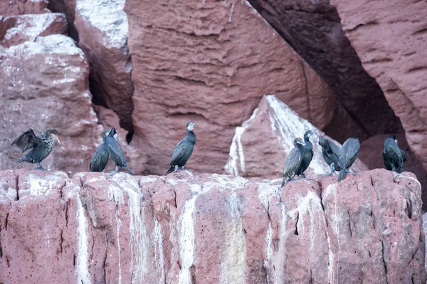 Cormorano sulle rocce in attesa di pesce — Foto Stock