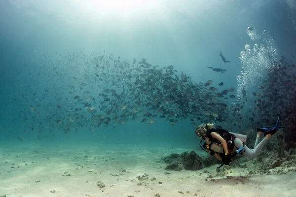 Míg a víz alatti halászat csali labdát kárókatona — Stock Fotó