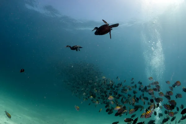 Corvo-marinho enquanto a pesca subaquática em bola isca — Fotografia de Stock