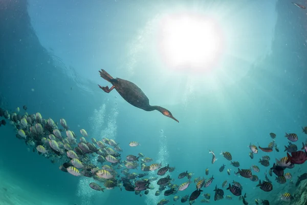 cormorant while fishing underwater in bait ball