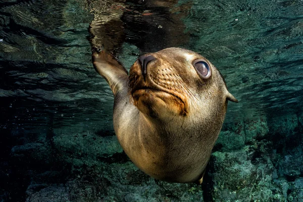 Welpe Seelöwe unter Wasser schaut dich an — Stockfoto