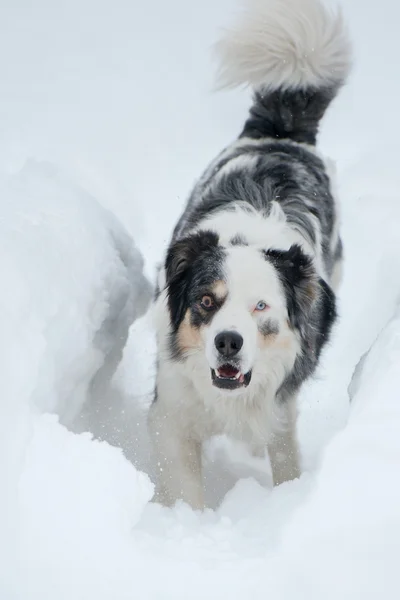 Anjing bermata biru di latar belakang salju — Stok Foto