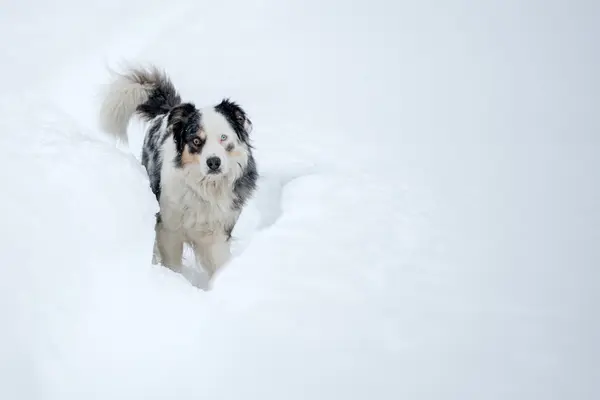 Cane dagli occhi azzurri sullo sfondo della neve — Foto Stock