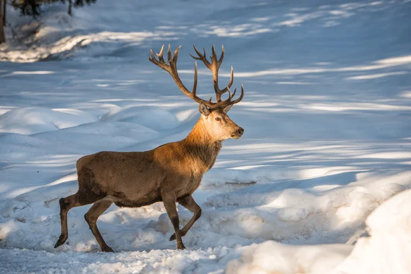 Ritratto di cervo sullo sfondo della neve — Foto Stock