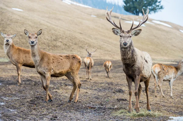 Cervo maschio sullo sfondo erba — Foto Stock