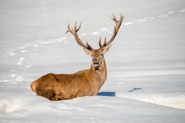 鹿肖像上雪背景 — 图库照片