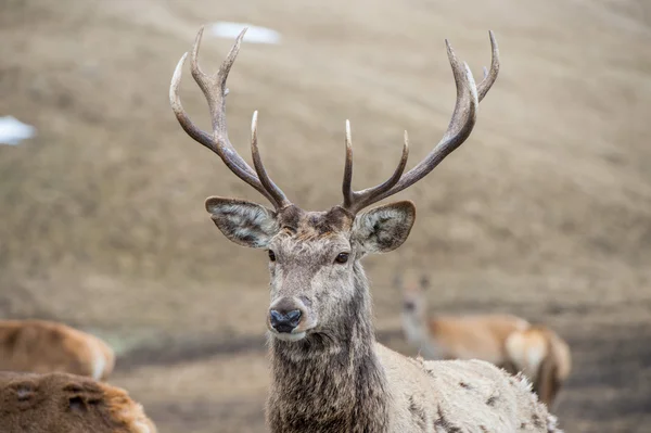 Cervo maschio sullo sfondo erba — Foto Stock