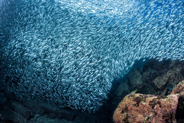 Entrando dentro de uma escola de sardinha de peixes subaquáticos — Fotografia de Stock