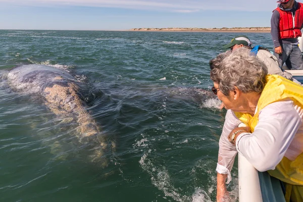 ALFREDO LOPEZ MATEOS - MEXIQUE - 5 FÉVRIER 2015 - Baleine grise approchant d'un bateau — Photo